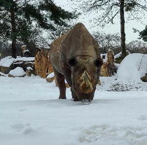 Magisches Winterzoo-Vergnügen